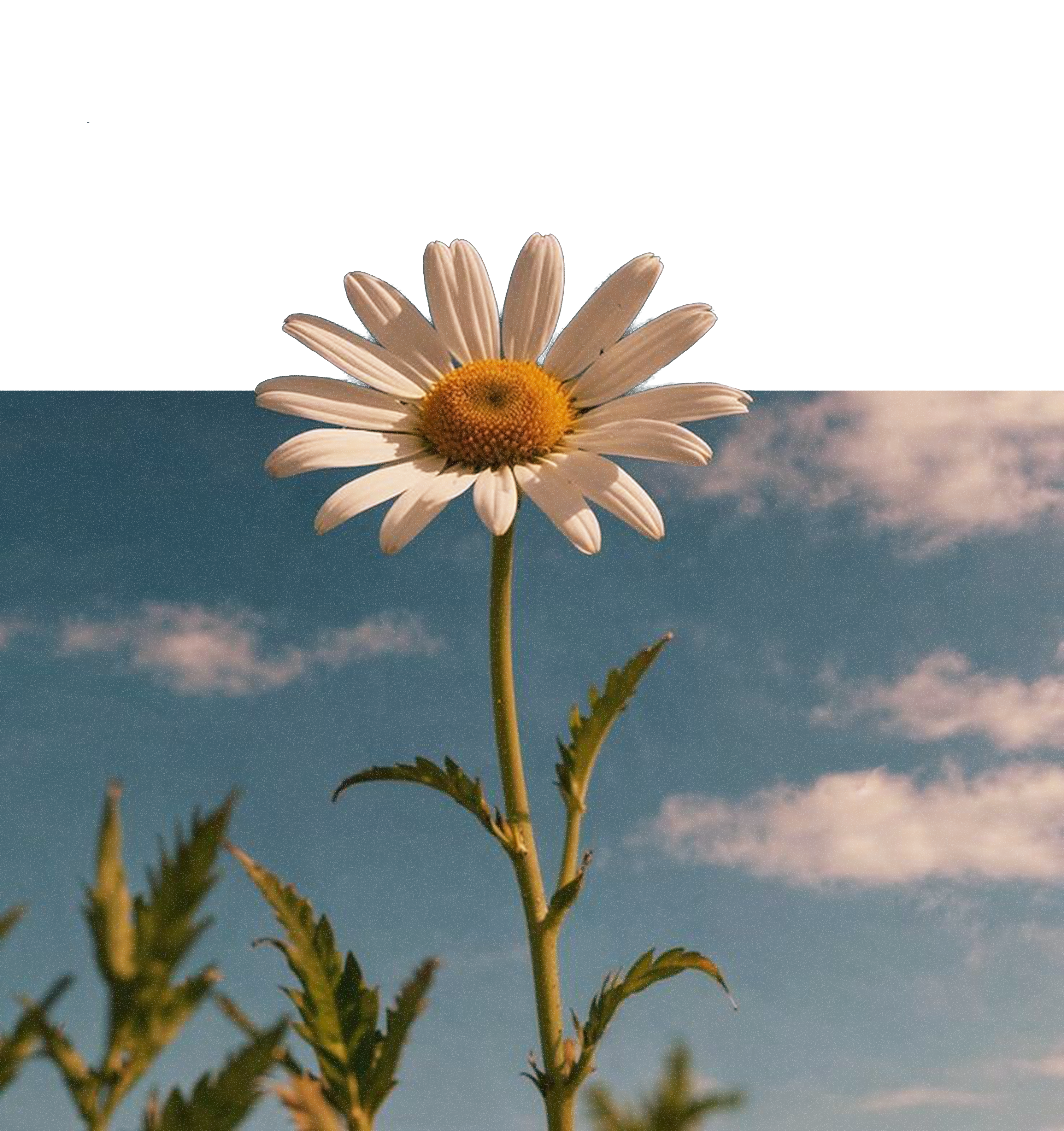 Flor margarita con un fondo de cielo